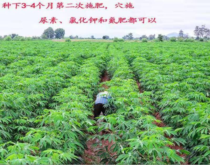广西正宗华南9号木薯种黄肉木薯苗面包木薯种食用甜木薯高产