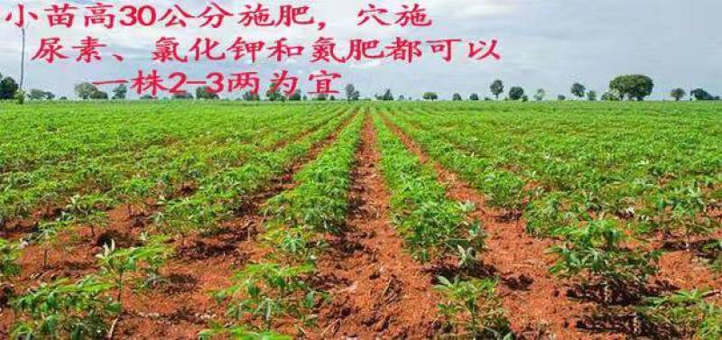 广西正宗华南9号木薯种黄肉木薯苗面包木薯种食用甜木薯高产
