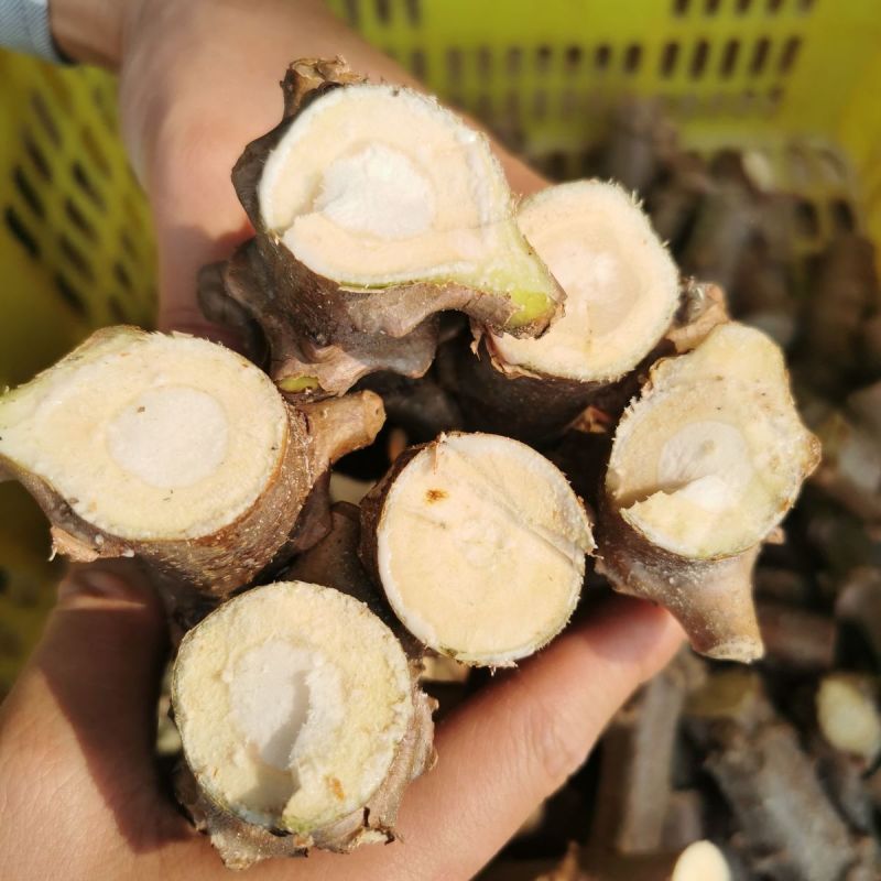 广西正宗华南9号木薯种黄肉木薯苗面包木薯种食用甜木薯高产