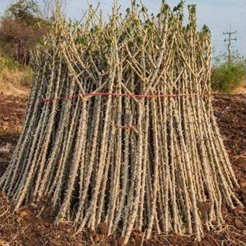 新鲜木薯苗木薯种0.7元一斤