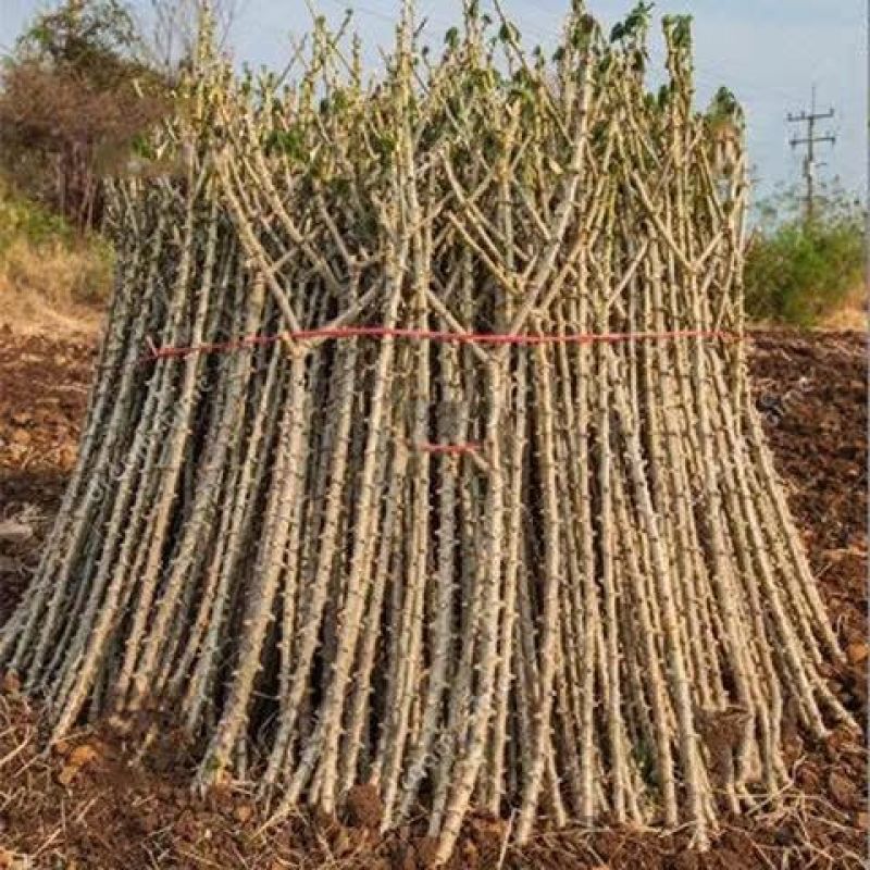 新鲜木薯苗木薯种0.7元一斤
