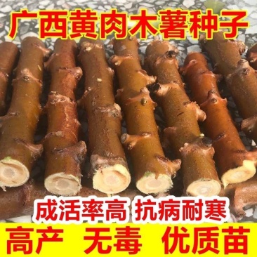 白肉木薯黄肉木薯苗茎