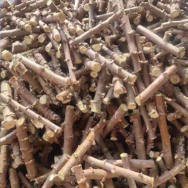 白肉木薯黄肉木薯苗茎