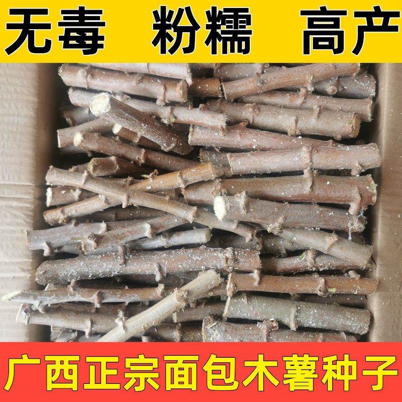 白肉木薯黄肉木薯苗茎