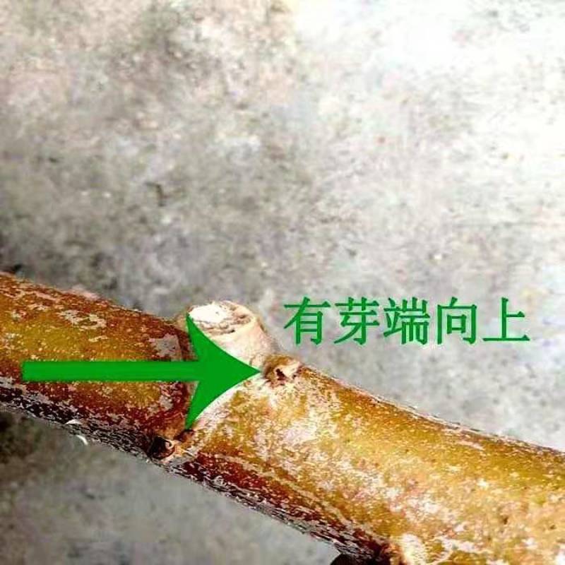 白肉木薯黄肉木薯苗茎