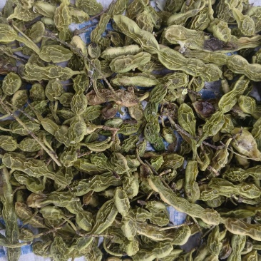 槐角大量有货，量大优惠，欢迎新老客户前来合作