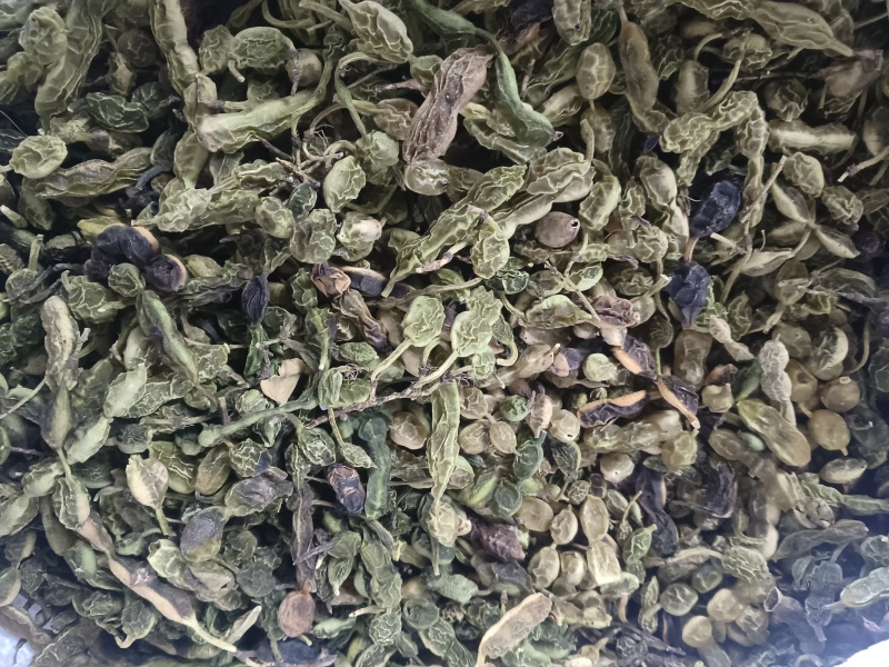 槐角大量有货，量大优惠，欢迎新老客户前来合作