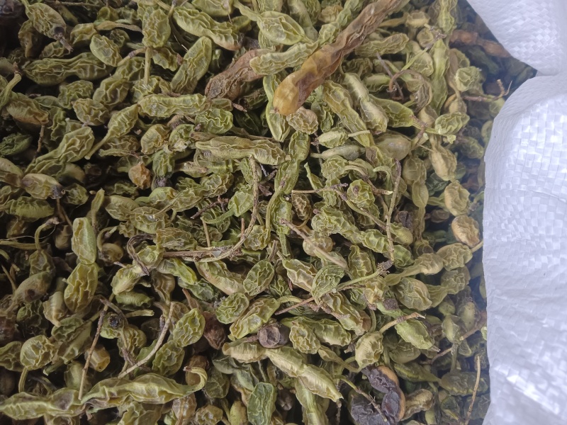 槐角大量有货，量大优惠，欢迎新老客户前来合作