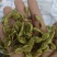 槐角大量有货，量大优惠，欢迎新老客户前来合作