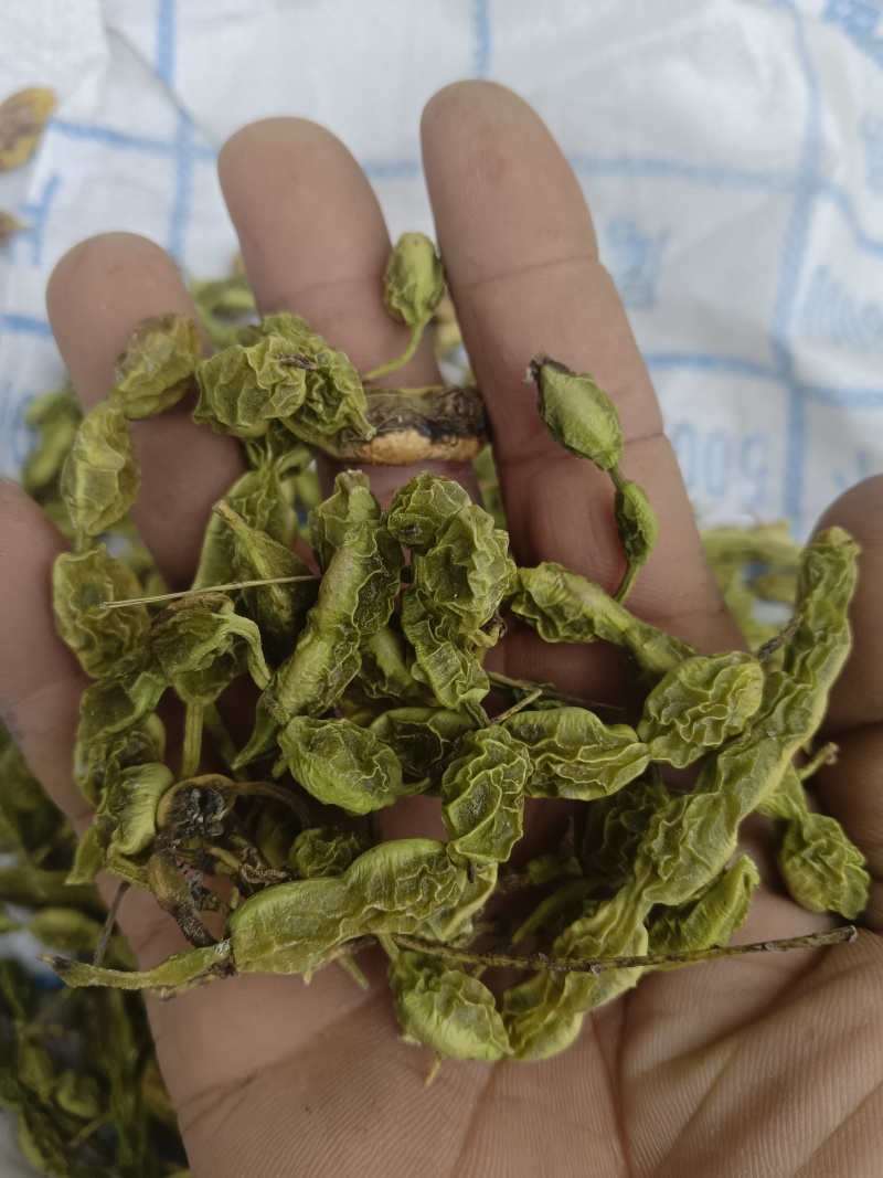 槐角大量有货，量大优惠，欢迎新老客户前来合作