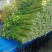 河南芹菜皇妃芹菜，现砍现发一手货源，代发全国
