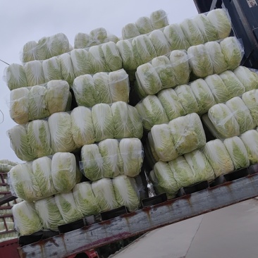 东台优质精品大娃娃菜大量上市中，质量好，价格便宜