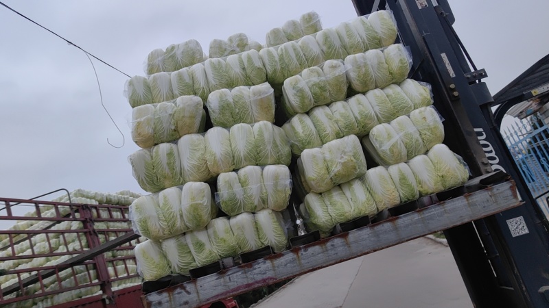 东台优质精品大娃娃菜大量上市中，质量好，价格便宜