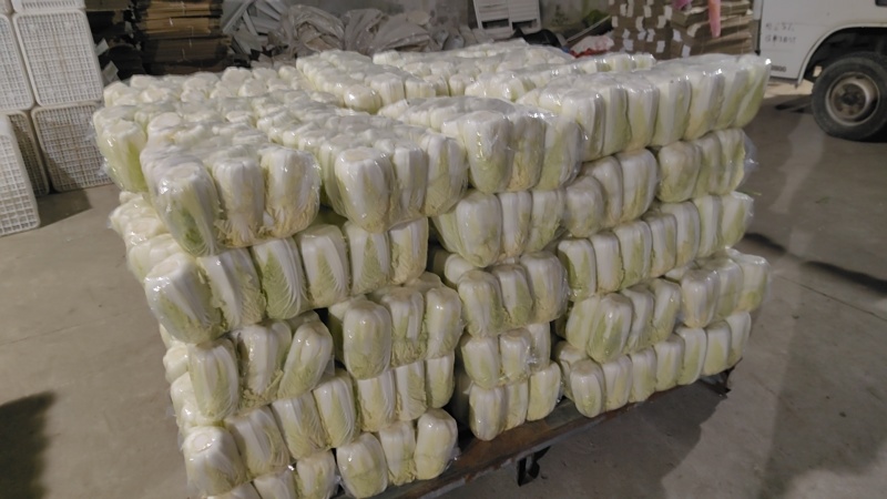 东台优质精品大娃娃菜大量上市中，质量好，价格便宜