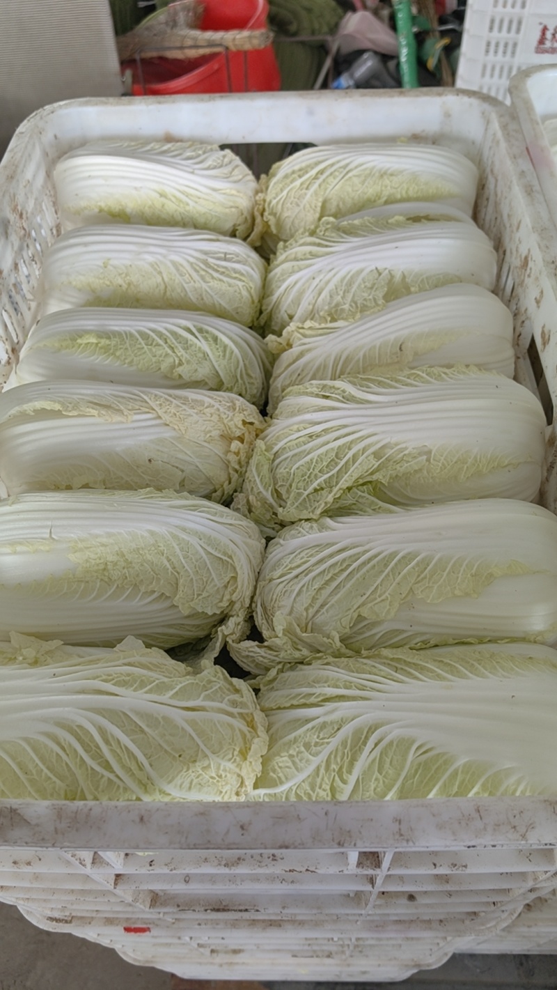 东台优质精品大娃娃菜大量上市中，质量好，价格便宜