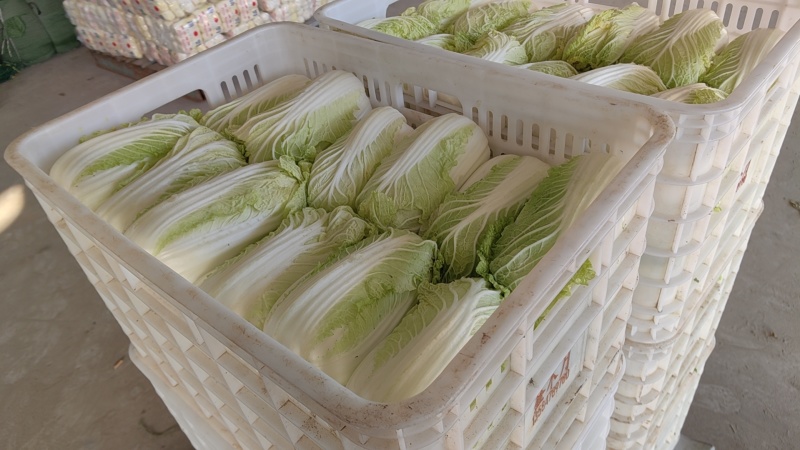东台优质精品大娃娃菜大量上市中，质量好，价格便宜