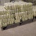 东台优质精品大娃娃菜大量上市中，质量好，价格便宜