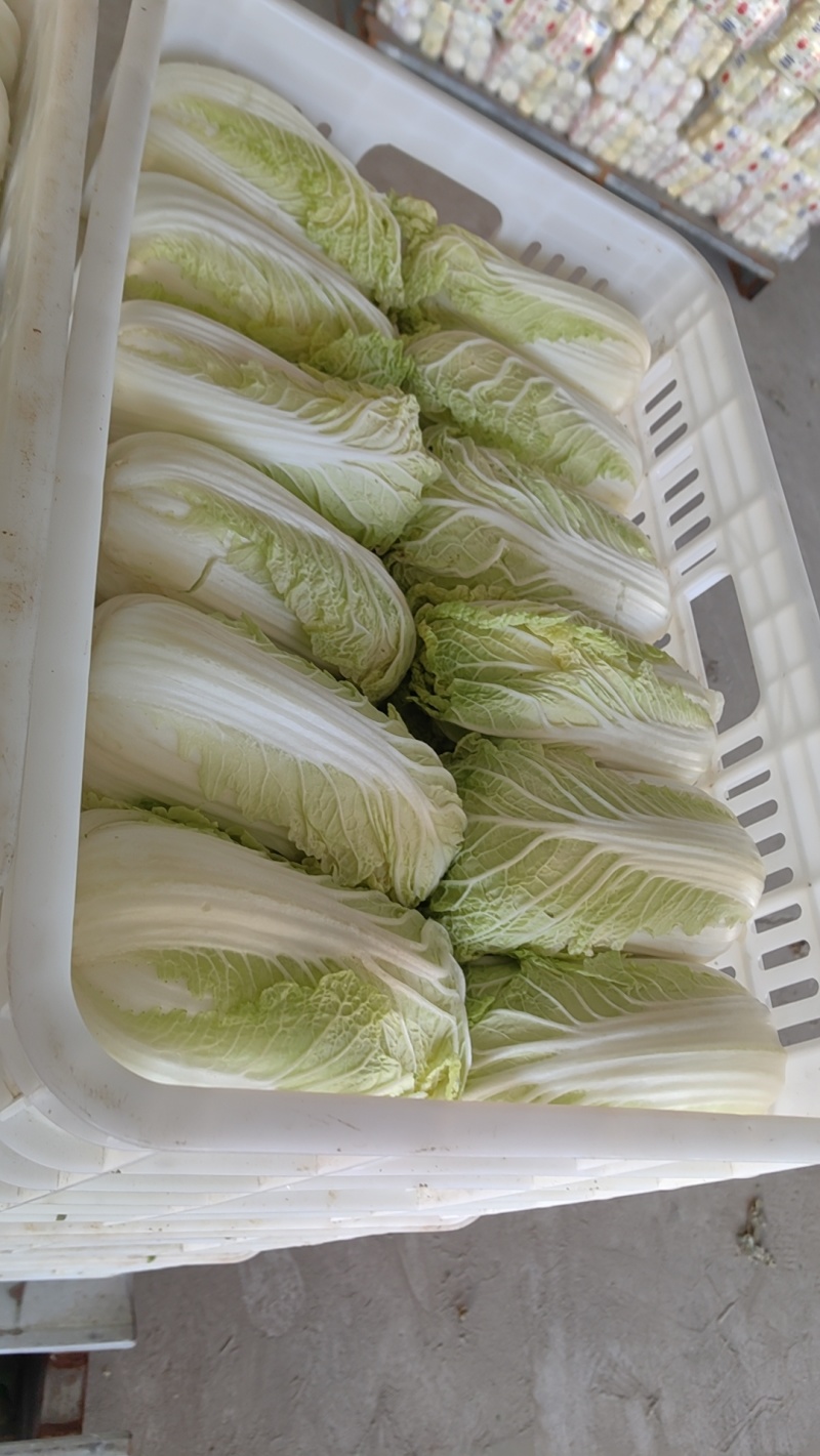 东台优质精品大娃娃菜大量上市中，质量好，价格便宜