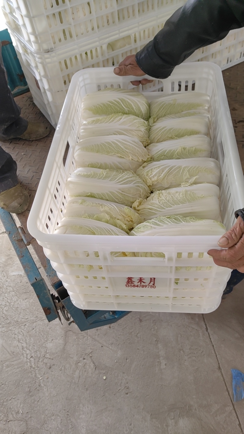 东台优质精品大娃娃菜大量上市中，质量好，价格便宜
