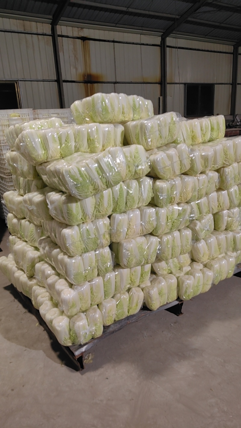 东台优质精品大娃娃菜大量上市中，质量好，价格便宜