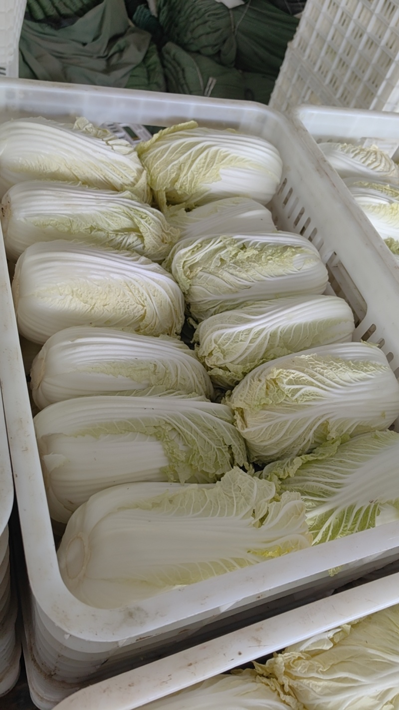 东台优质精品大娃娃菜大量上市中，质量好，价格便宜
