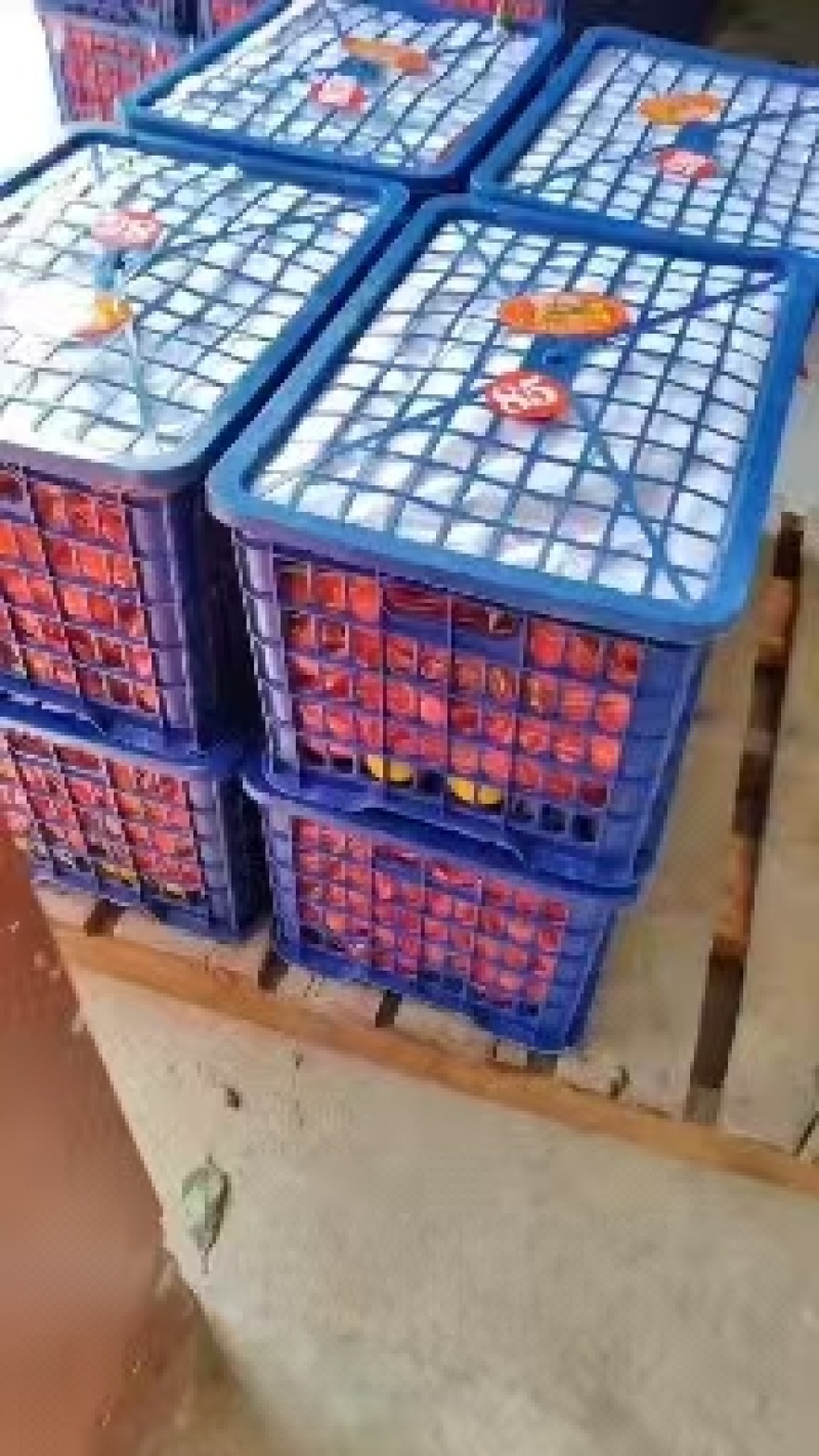 陕西蜜桔6~8公分光果