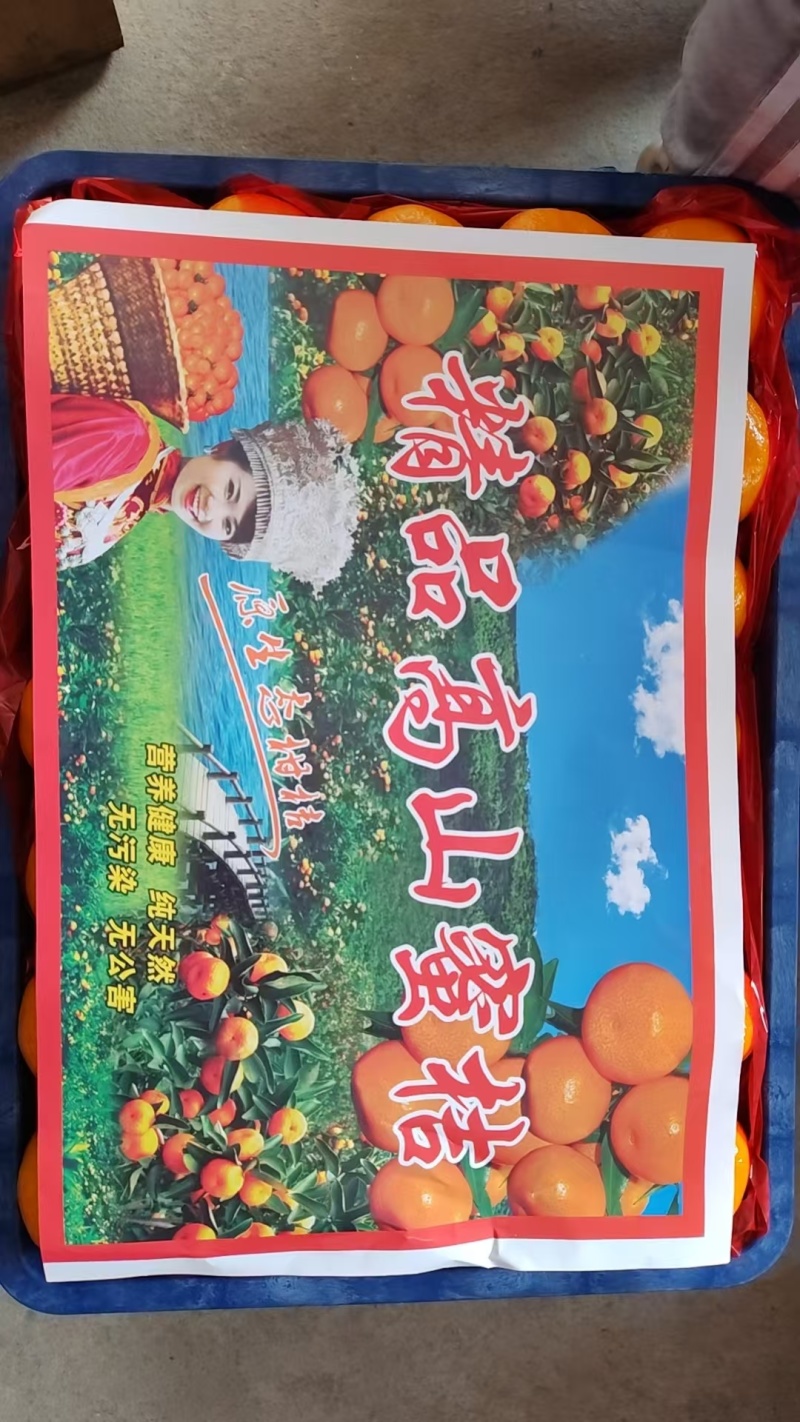 陕西蜜桔6~8公分光果