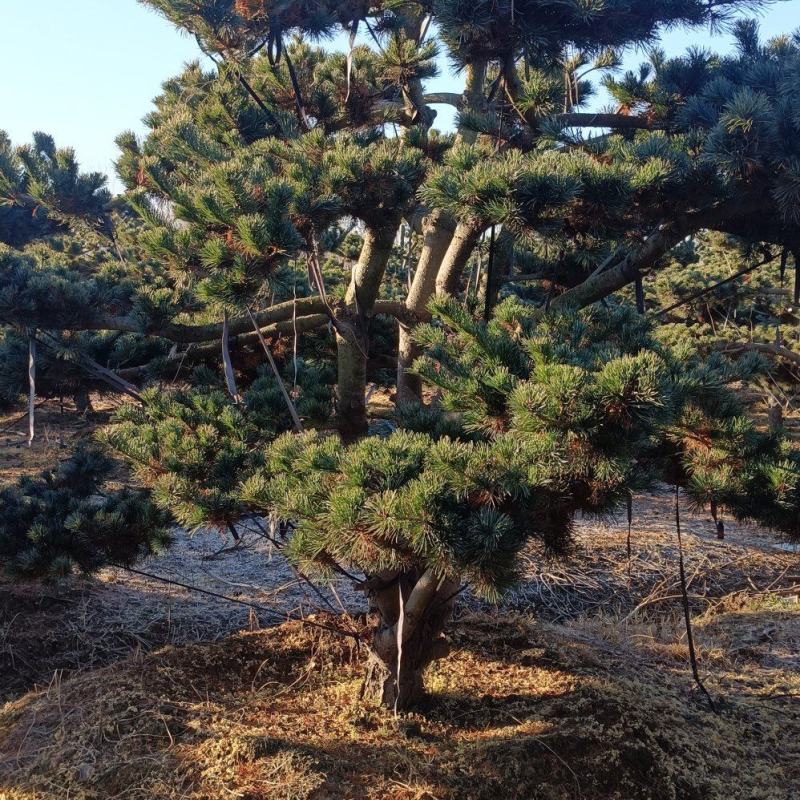 五针松树造型五针松地景树造型黑松