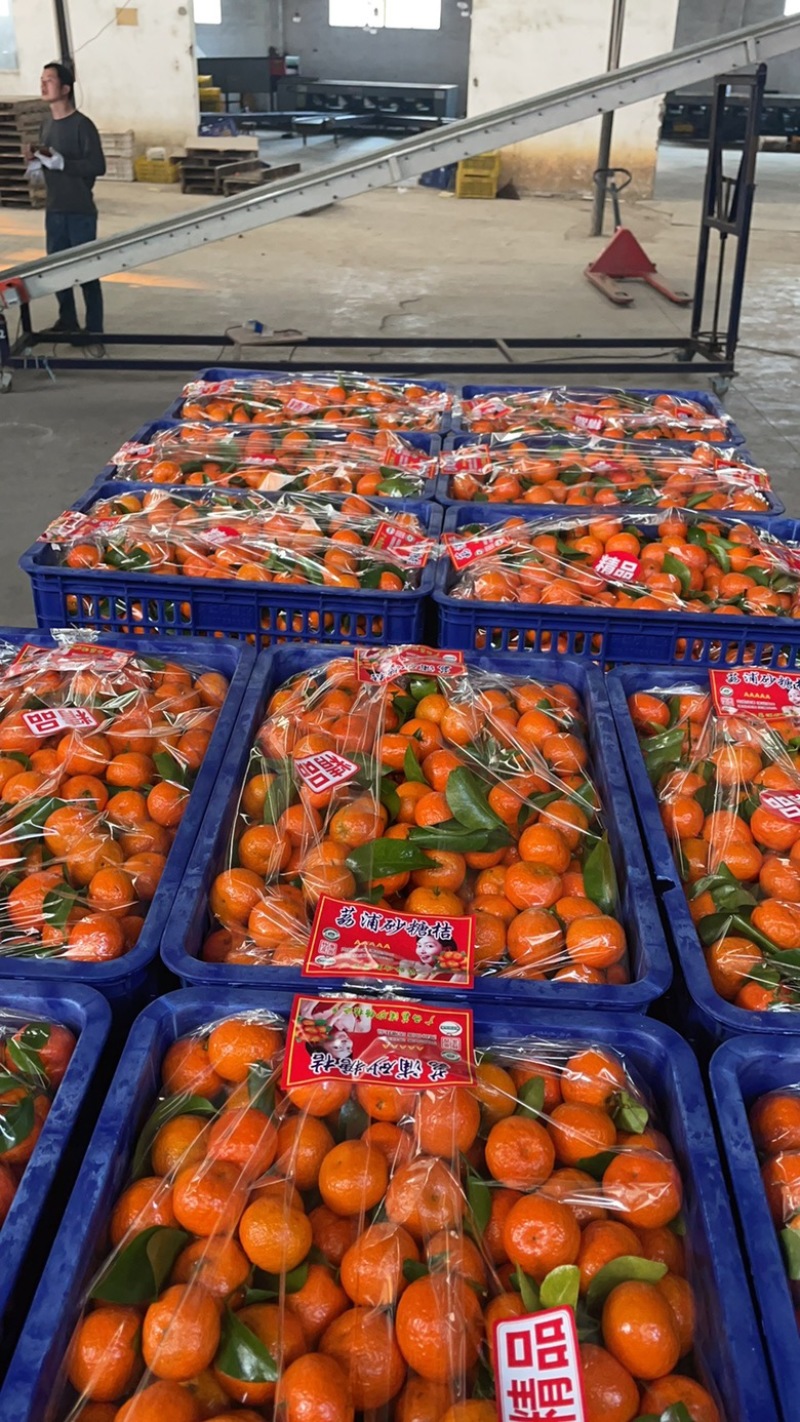 正宗砂糖橘/广西柑桔/精选砂糖橘/颗颗饱满产地直发品质