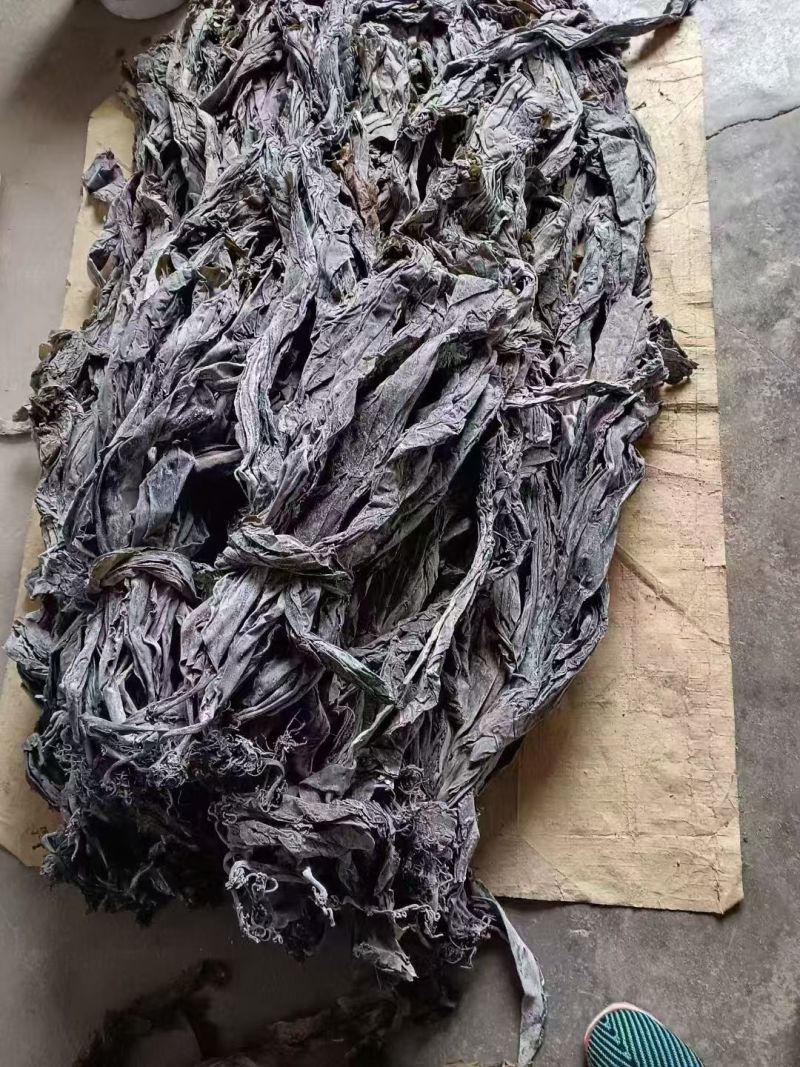 福建霞浦海带