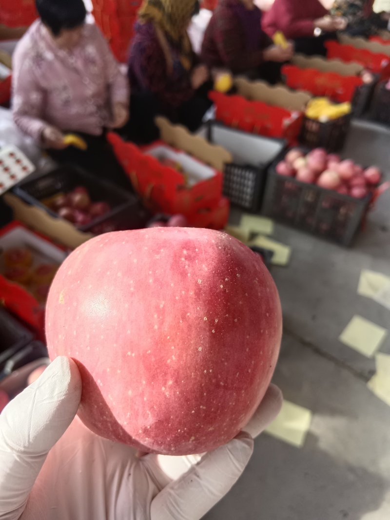 山东精品红富士大量有货，欢迎全国各地老板实体考察订购