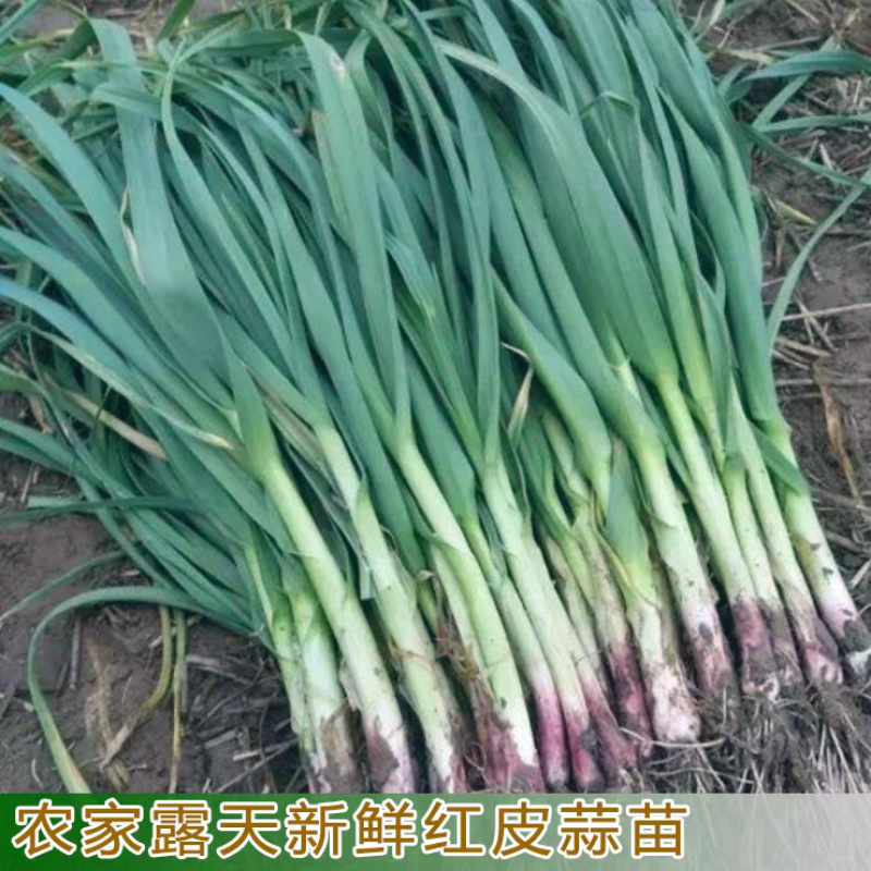 红根蒜苗大量上市可供各大市场电商平台大型商超