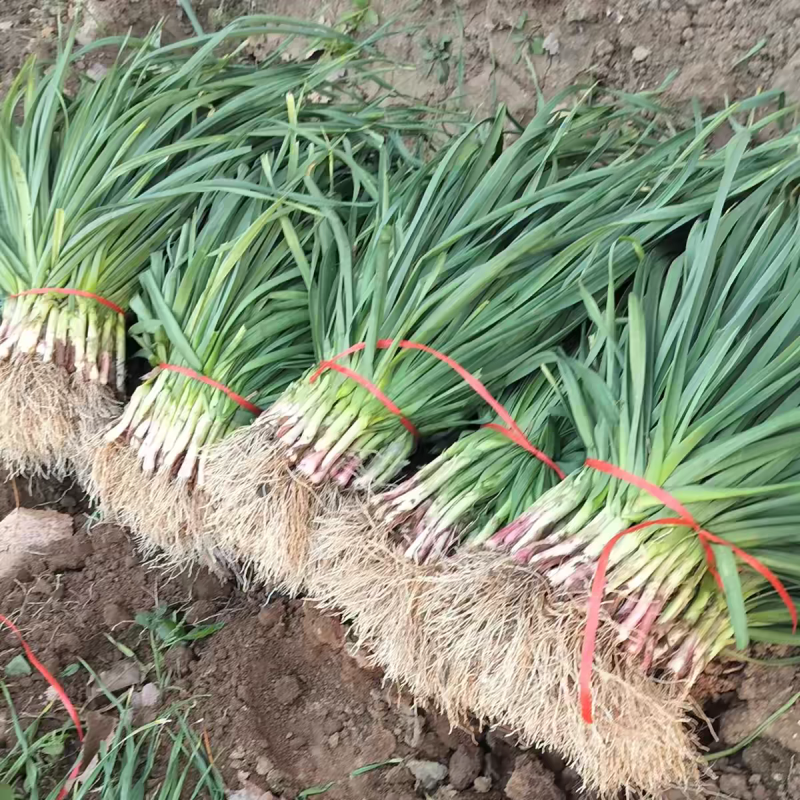 红根蒜苗大量上市可供各大市场电商平台大型商超