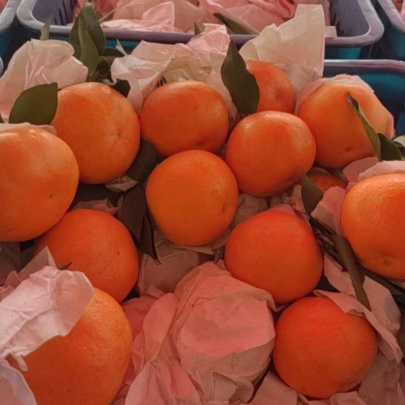 爱媛果冻橙