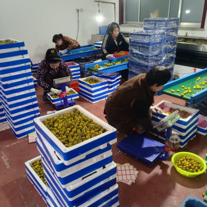 迷恋小番茄金豆千喜圣女果产地量大糖度高现摘现发