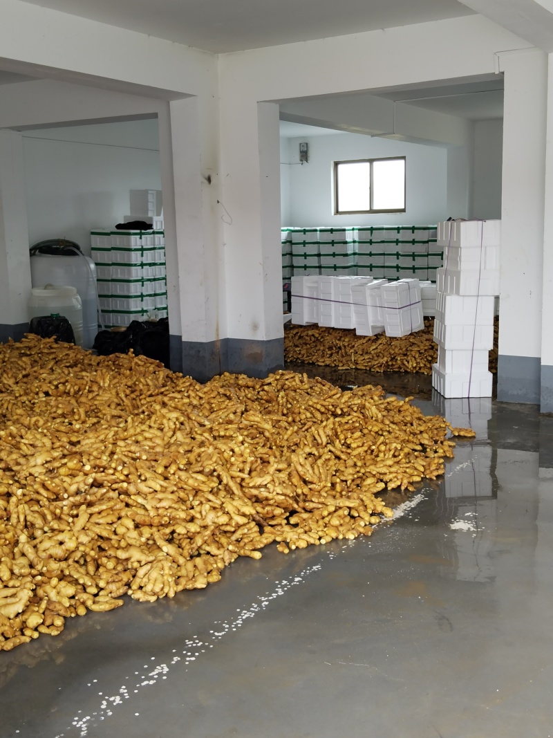 山东昌邑胖孩大黄姜大量上市电商市场商超货源