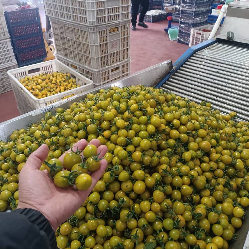 青甜小番茄青口圣女果糖珀琥咖啡色小番茄产地量大糖度高