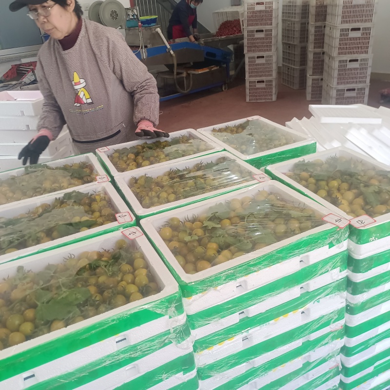 青甜小番茄青口圣女果糖珀琥咖啡色小番茄产地量大糖度高