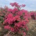 红花三角梅1-2米高