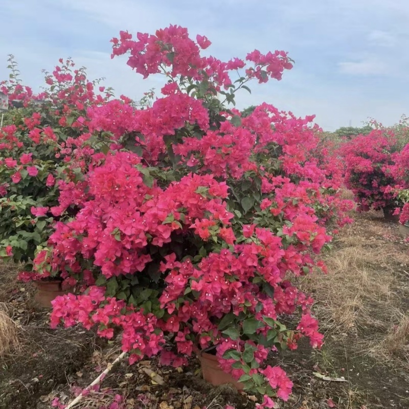 红花三角梅1-2米高