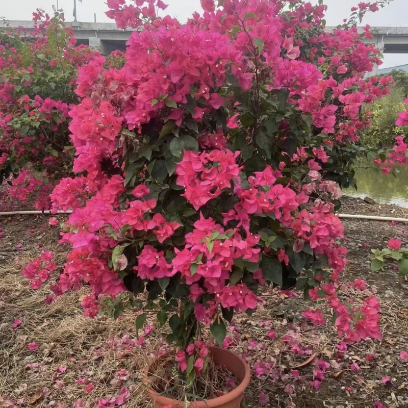 红花三角梅1-2米高