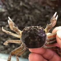 河蟹苗