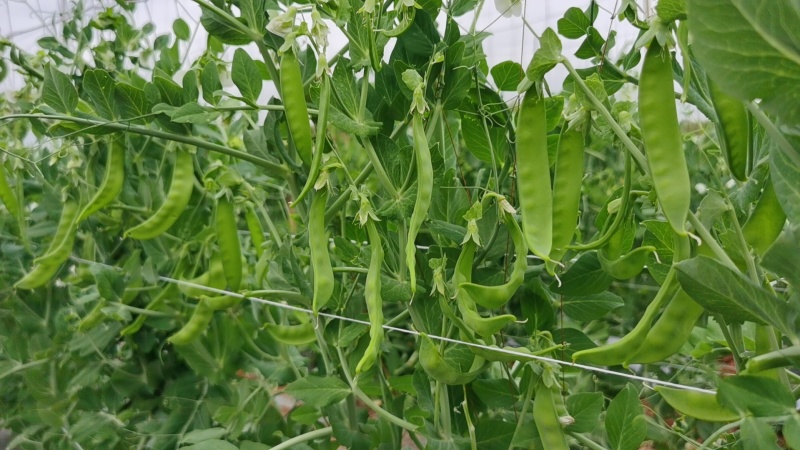 荷兰豆基地直发一手货源对接市场电商商超