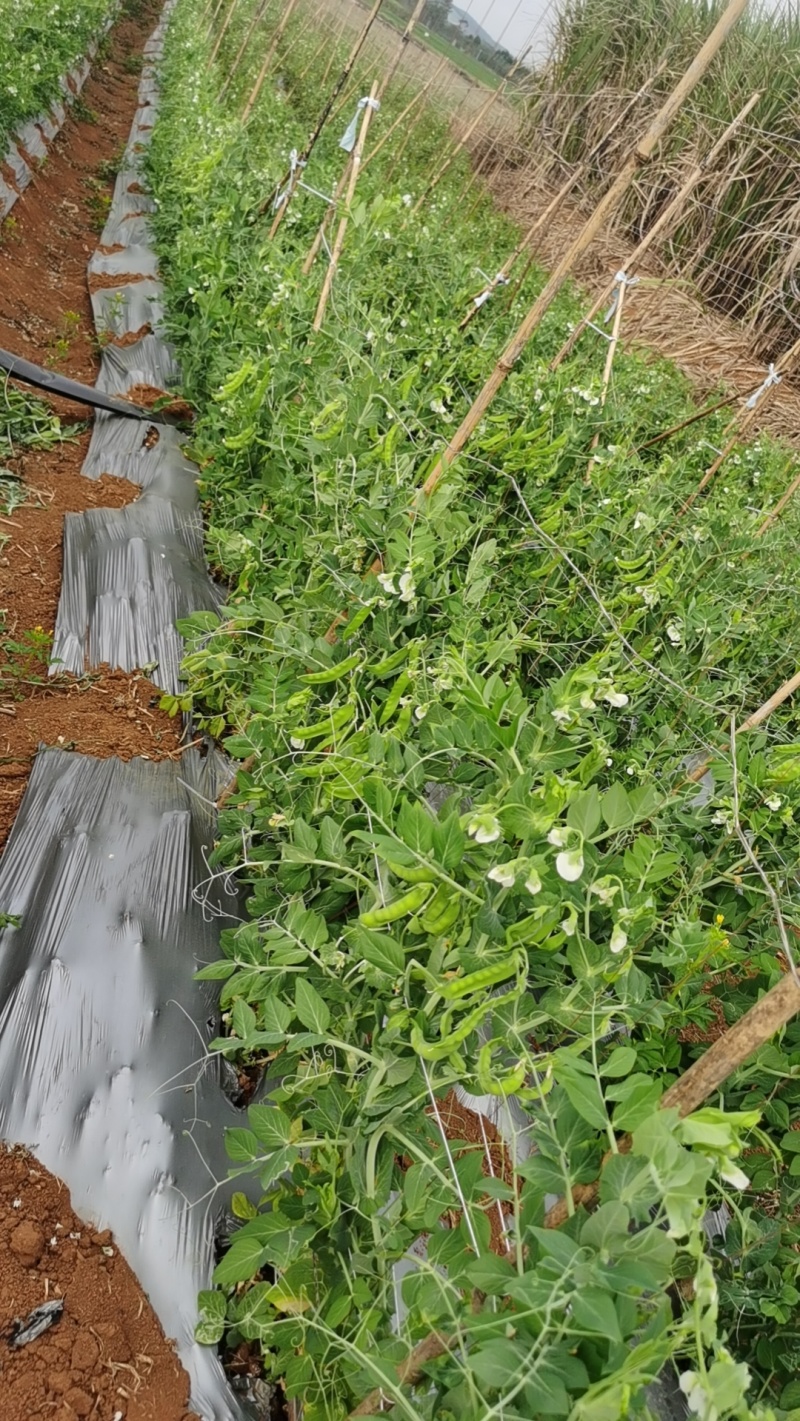 荷兰豆基地直发一手货源对接市场电商商超