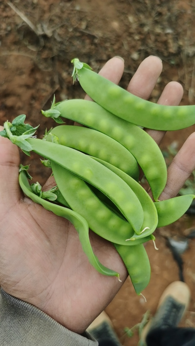 荷兰豆基地直发一手货源对接市场电商商超