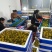 糖珀琥咖啡色小番茄青甜青口圣女果产地量大口感好现摘现发