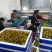 糖珀琥咖啡色小番茄青甜青口圣女果产地量大口感好现摘现发