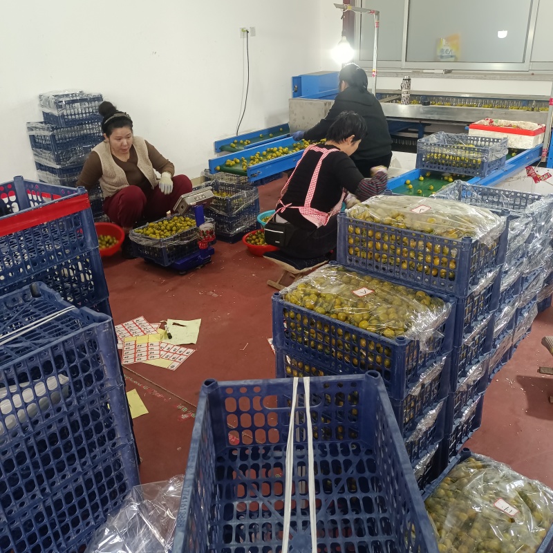 糖珀琥咖啡色小番茄青甜青口圣女果产地量大口感好现摘现发