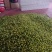 糖珀琥咖啡色小番茄青甜青口圣女果产地量大口感好现摘现发