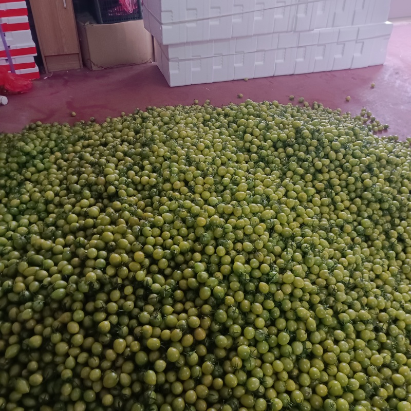糖珀琥咖啡色小番茄青甜青口圣女果产地量大口感好现摘现发